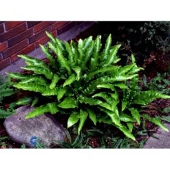Hjortetunge Asplenium Scolopendrium 1 Liter Potte 10 Hjortetunge Asplenium Scolopendrium 1 Liter Potte -Plantetorvet fi7289 asplenium scolopendrium eb09