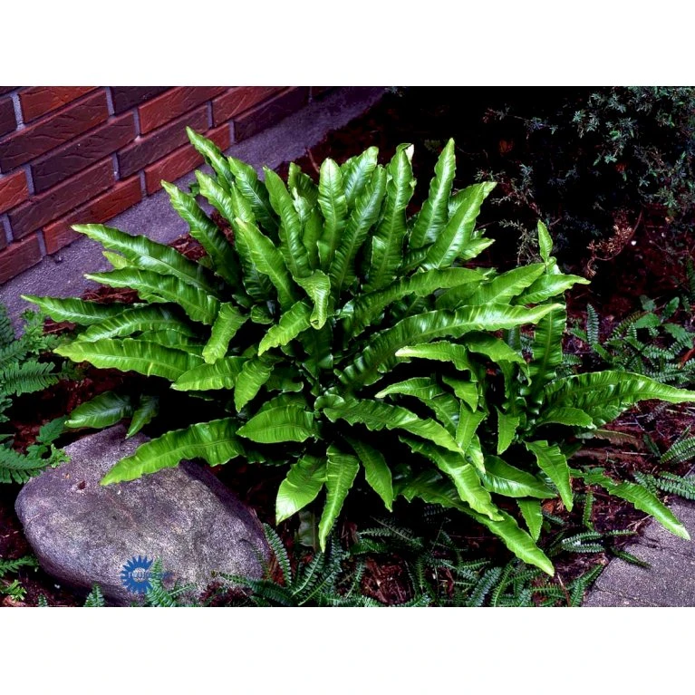 Hjortetunge Asplenium Scolopendrium 1 liter potte Hjortetunge Asplenium Scolopendrium 1 Liter Potte -Plantetorvet fi7289 asplenium scolopendrium eb09