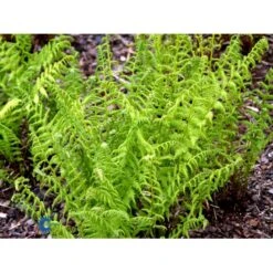 Fjerbregne Athyrium Filix-femina 1 Liter Potte 8 Fjerbregne Athyrium Filix-femina 1 Liter Potte -Plantetorvet fi7590 athyrium filix femina 144a