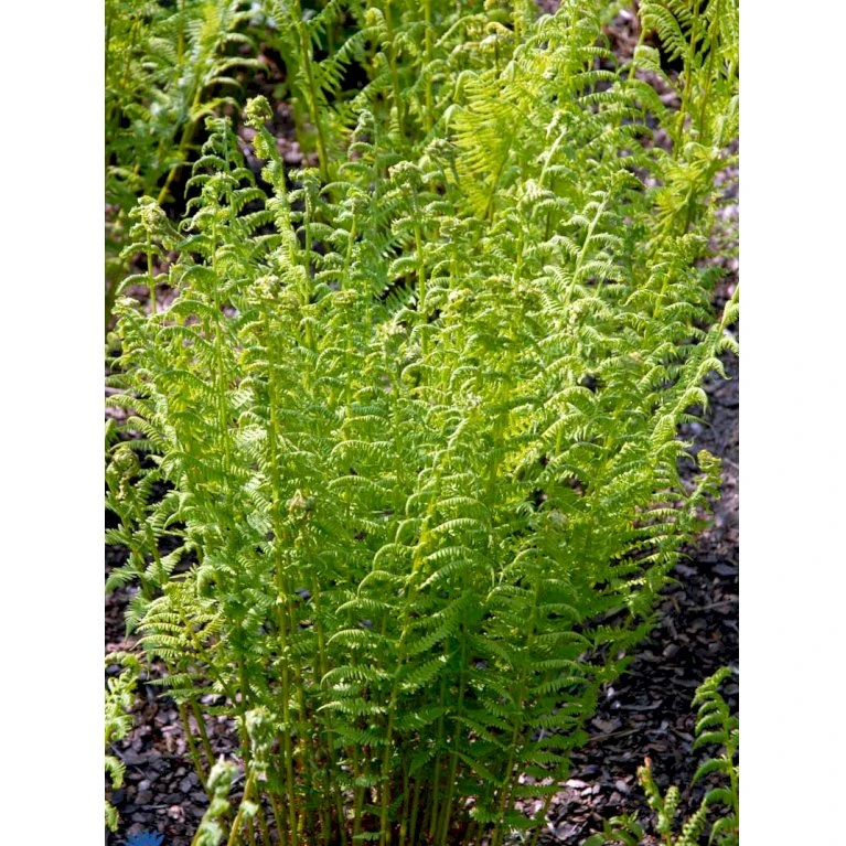 Fjerbregne Athyrium Filix-femina 1 liter potte Fjerbregne Athyrium Filix-femina 1 Liter Potte -Plantetorvet fi7590 athyrium filix femina 506a