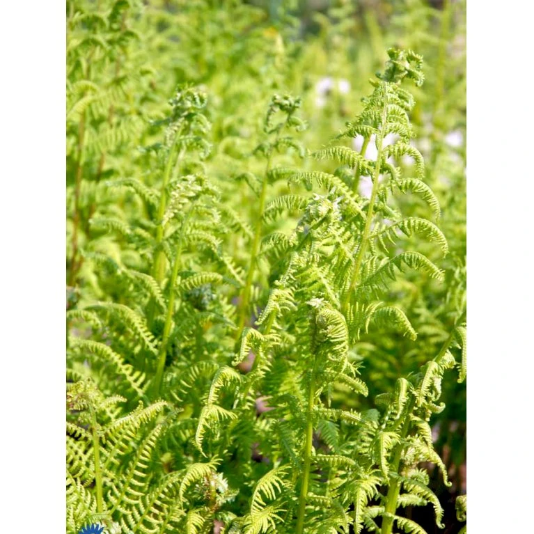 Fjerbregne Athyrium Filix-femina 1 liter potte Fjerbregne Athyrium Filix-femina 1 Liter Potte -Plantetorvet fi7590 athyrium filix femina fcd6