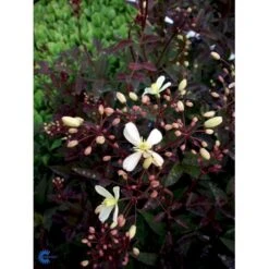 Staudeklematis 'Purpurea' Clematis Recta 'Purpurea' Potte 2,0 Liter,- Opbundet 60-100 Cm -Plantetorvet fi8043 clematis recta purpurea a8fc