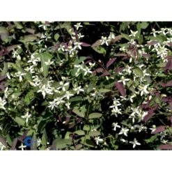 Staudeklematis 'Purpurea' Clematis Recta 'Purpurea' Potte 2,0 Liter,- Opbundet 60-100 Cm -Plantetorvet fi8043 clematis recta purpurea d20f