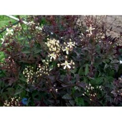 Staudeklematis 'Purpurea' Clematis Recta 'Purpurea' Potte 2,0 Liter,- Opbundet 60-100 Cm -Plantetorvet fi8043 clematis recta purpurea d852