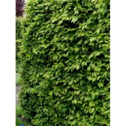 Avnbøg Carpinus Betulus Heister 175-200 Cm. Med Potte 6 Avnbøg Carpinus Betulus Heister 175-200 Cm. Med Potte -Plantetorvet fi841 carpinus betulus 71e7 1