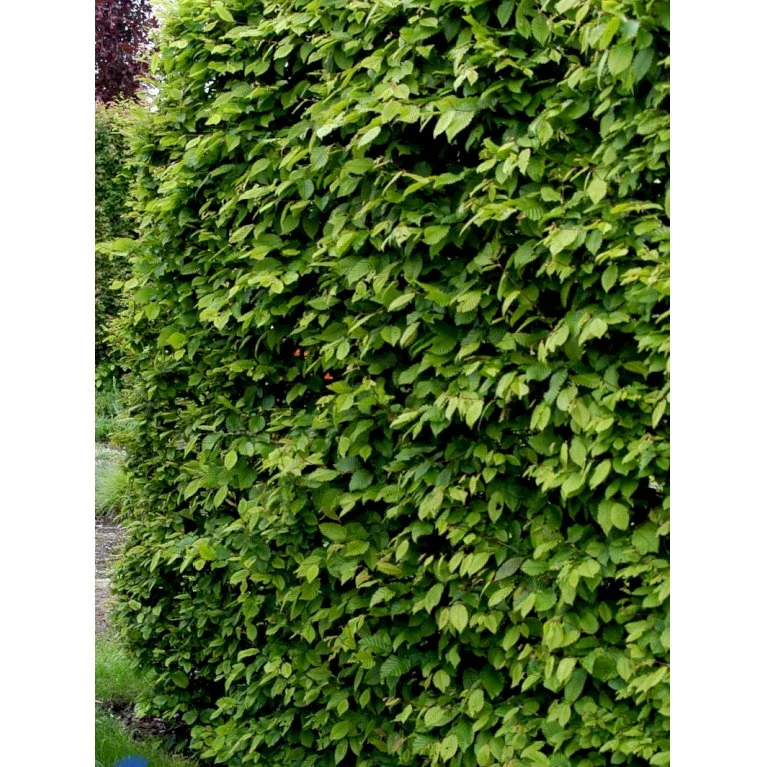 Avnbøg Carpinus Betulus Heister 175-200 cm. Med potte Avnbøg Carpinus Betulus Heister 175-200 Cm. Med Potte -Plantetorvet fi841 carpinus betulus 71e7 1