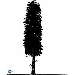 Avnbøg Carpinus Betulus Heister 175-200 Cm. Med Potte 4 Avnbøg Carpinus Betulus Heister 175-200 Cm. Med Potte -Plantetorvet fi841 carpinus betulus e505 1