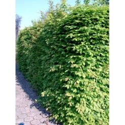 Avnbøg Carpinus Betulus Heister 175-200 Cm. Med Potte 5 Avnbøg Carpinus Betulus Heister 175-200 Cm. Med Potte -Plantetorvet fi841 carpinus betulus e775 1