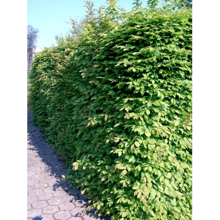 Avnbøg Carpinus Betulus Heister 175-200 cm. Med potte Avnbøg Carpinus Betulus Heister 175-200 Cm. Med Potte -Plantetorvet fi841 carpinus betulus e775 1