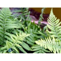Guldskælbregne Dryopteris Affinis 1 Liter Potte 10 Guldskælbregne Dryopteris Affinis 1 Liter Potte -Plantetorvet fi8485 dryopteris affinis 0f2f
