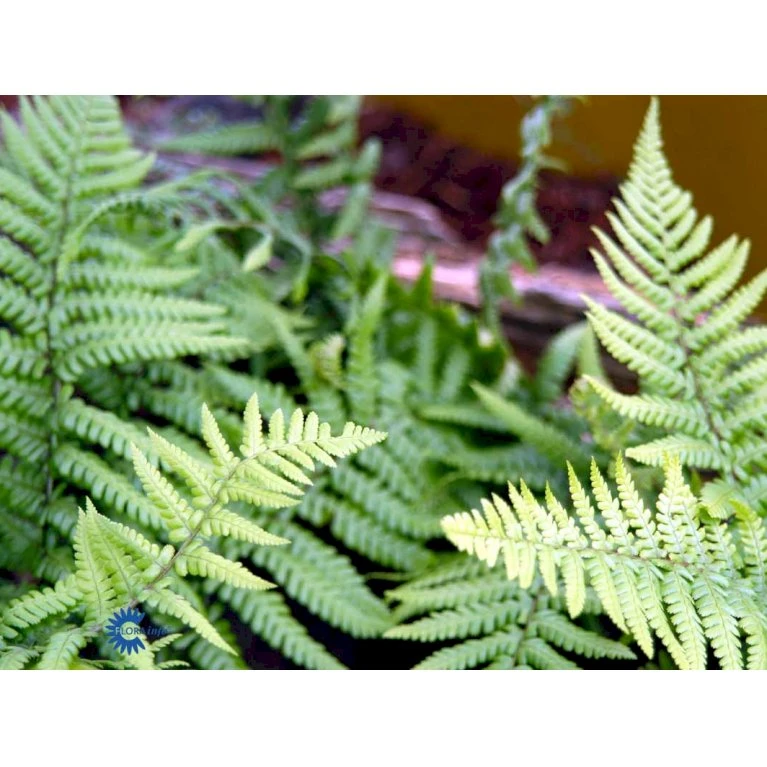 Guldskælbregne Dryopteris Affinis 1 liter potte Guldskælbregne Dryopteris Affinis 1 Liter Potte -Plantetorvet fi8485 dryopteris affinis 0f2f