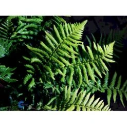 Guldskælbregne Dryopteris Affinis 1 Liter Potte 7 Guldskælbregne Dryopteris Affinis 1 Liter Potte -Plantetorvet fi8485 dryopteris affinis 8c09