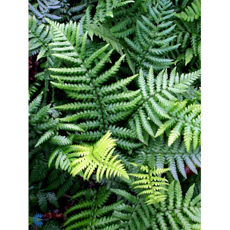 Guldskælbregne Dryopteris Affinis 1 liter potte Guldskælbregne Dryopteris Affinis 1 Liter Potte -Plantetorvet fi8485 dryopteris affinis d769