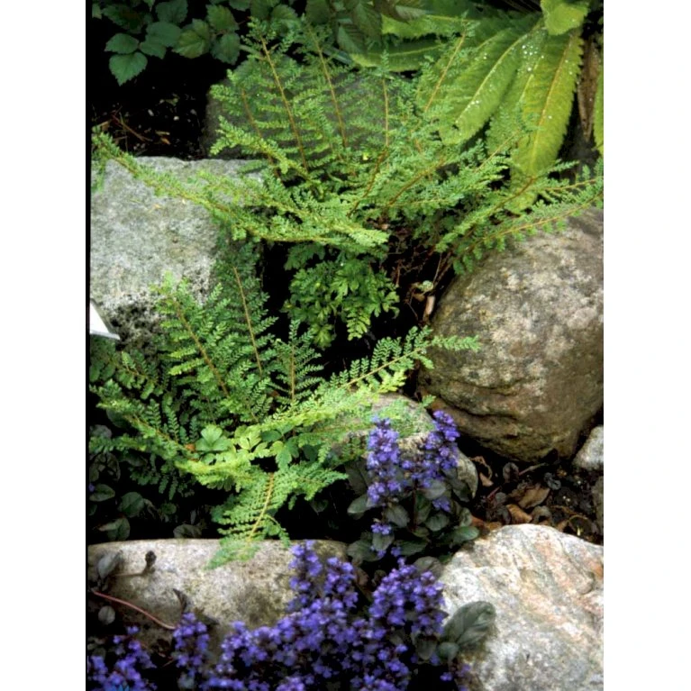 Guldskælbregne Dryopteris Affinis 1 liter potte Guldskælbregne Dryopteris Affinis 1 Liter Potte -Plantetorvet fi8485 dryopteris affinis d7ca