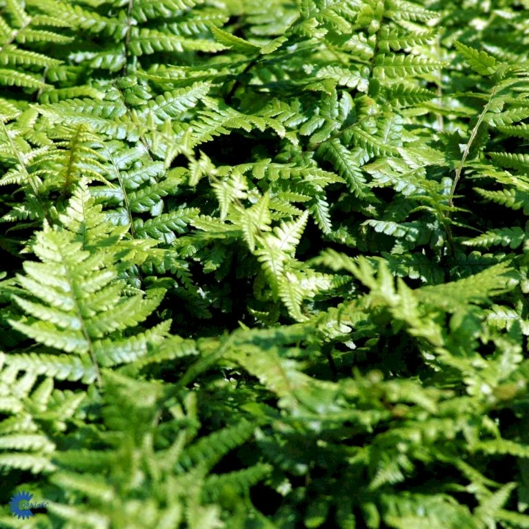 Guldskælbregne Dryopteris Affinis 1 liter potte Guldskælbregne Dryopteris Affinis 1 Liter Potte -Plantetorvet fi8485 dryopteris affinis fef1