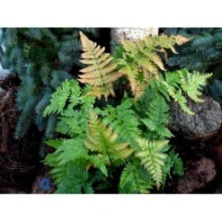 Rødslørbregne Dryopteris Erythrosora 1 Liter Potte -Plantetorvet fi8498 dryopteris erythrosora 9161