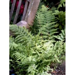 Rødslørbregne Dryopteris Erythrosora 1 Liter Potte -Plantetorvet fi8498 dryopteris erythrosora a753