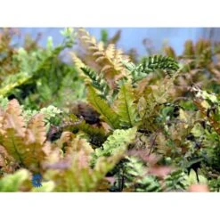 Rødslørbregne Dryopteris Erythrosora 1 Liter Potte -Plantetorvet fi8498 dryopteris erythrosora e0df