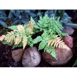 Rødslørbregne Dryopteris Erythrosora 1 Liter Potte -Plantetorvet fi8498 dryopteris erythrosora f85b