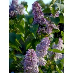 Almindelig Syren Syringa Vulgaris Solitær Busk 150-175 Cm. - Med Klump -Plantetorvet fi893 syringa vulgaris dc00