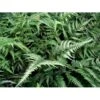 Nipponfjerbregne 'Pictum' ('Metallicum') Athyrium Niponicum 'pictum' ('Metallicum') 1 Liter Potte -Plantetorvet mi10756 athyrium niponicum pictum 8444