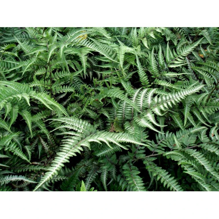 Nipponfjerbregne 'Pictum' ('Metallicum') Athyrium Niponicum 'pictum' ('Metallicum') 1 liter potte Nipponfjerbregne 'Pictum' ('Metallicum') Athyrium Niponicum 'pictum' ('Metallicum') 1 Liter Potte -Plantetorvet mi10756 athyrium niponicum pictum 8444