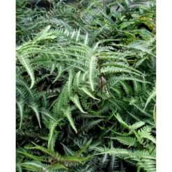Nipponfjerbregne 'Pictum' ('Metallicum') Athyrium Niponicum 'pictum' ('Metallicum') 1 Liter Potte 4 Nipponfjerbregne 'Pictum' ('Metallicum') Athyrium Niponicum 'pictum' ('Metallicum') 1 Liter Potte -Plantetorvet mi10756 athyrium niponicum pictum 9c4e