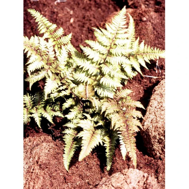 Nipponfjerbregne 'Pictum' ('Metallicum') Athyrium Niponicum 'pictum' ('Metallicum') 1 liter potte Nipponfjerbregne 'Pictum' ('Metallicum') Athyrium Niponicum 'pictum' ('Metallicum') 1 Liter Potte -Plantetorvet mi10756 athyrium niponicum pictum f557
