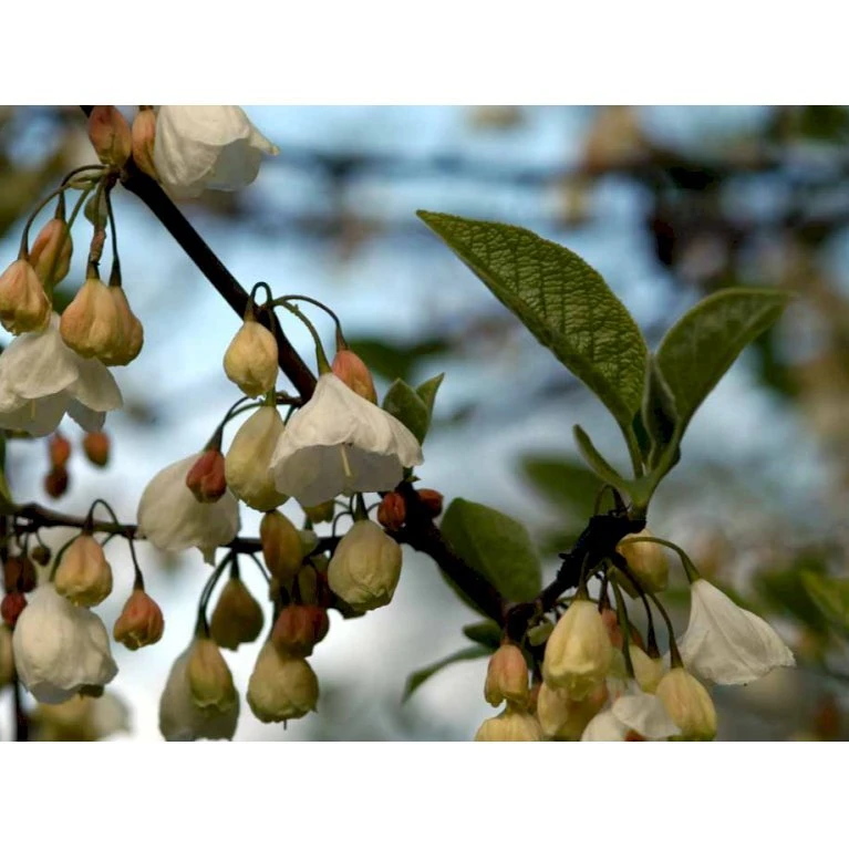 Halesia Carolina Sneklokketræ Med klump,- 125-150 cm. Halesia Carolina Sneklokketræ Med Klump,- 125-150 Cm. -Plantetorvet mi1131 halesia carolina ec5a