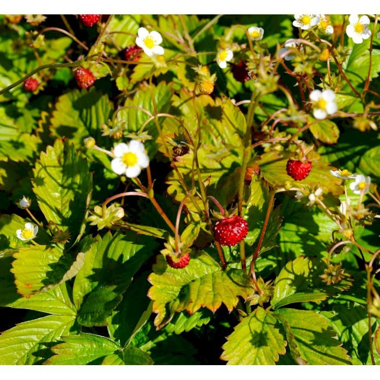 Skovjordbær Fragaria Vesca 10 cm. potte Skovjordbær Fragaria Vesca 10 Cm. Potte -Plantetorvet mi11590 fragaria vesca 36a1
