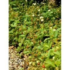 Skovjordbær Fragaria Vesca 10 Cm. Potte 6 Skovjordbær Fragaria Vesca 10 Cm. Potte -Plantetorvet mi11590 fragaria vesca 4e6f