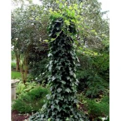 Storbladet Efeu 'Hestor' Hedera Hibernica 'Hestor' Potte 0,5 Liter -Plantetorvet mi1161 hedera hibernica hestor 4b25