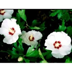 Syrisk Rose 'Red Heart' Hibiscus Syriacus 'Red Heart' Potte 2,0 Liter,- 30-40 Cm.