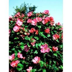 Syrisk Rose 'Woodbridge' Hibiscus Syriacus 'Woodbridge' Potte 4,0 Liter,- 50-60 Cm. 5 Syrisk Rose 'Woodbridge' Hibiscus Syriacus 'Woodbridge' Potte 4,0 Liter,- 50-60 Cm. -Plantetorvet mi1203 hibiscus syriacus woodbridge ea69