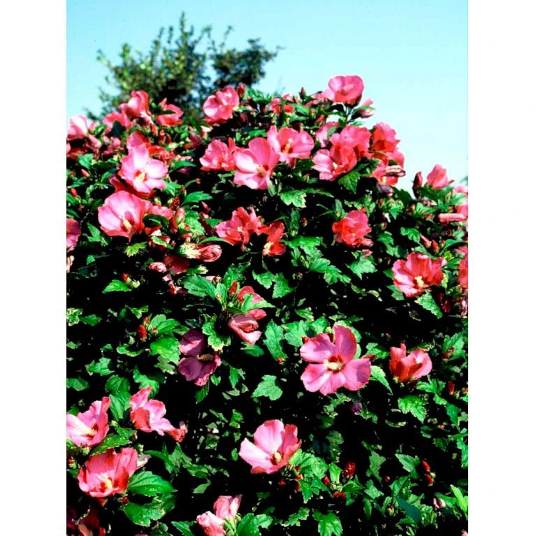 Syrisk Rose 'Woodbridge' Hibiscus Syriacus 'Woodbridge' Potte 4,0 liter,- 50-60 cm. Syrisk Rose 'Woodbridge' Hibiscus Syriacus 'Woodbridge' Potte 4,0 Liter,- 50-60 Cm. -Plantetorvet mi1203 hibiscus syriacus woodbridge ea69