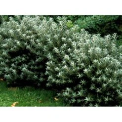 Havtorn 'Hikul' (han) Hippophae Rhamnoides 'Hikul' (han) Potte 4,0 Liter,- 50-60 Cm. -Plantetorvet mi1217 hippophae rhamnoides hikul c6de