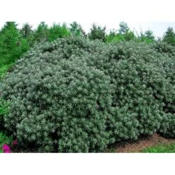 Havtorn 'Hikul' (han) Hippophae Rhamnoides 'Hikul' (han) Potte 4,0 Liter,- 50-60 Cm. -Plantetorvet mi1217 hippophae rhamnoides hikul ff88