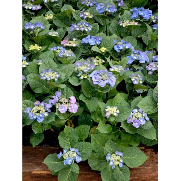 Hortensia 'Blaumeise' Hydrangea Macrophylla 'Blaumeise' 2,5 Liter Hortensia 'Blaumeise' Hydrangea Macrophylla 'Blaumeise' 2,5 Liter -Plantetorvet mi1255 hydrangea macrophylla blaumeise 127c