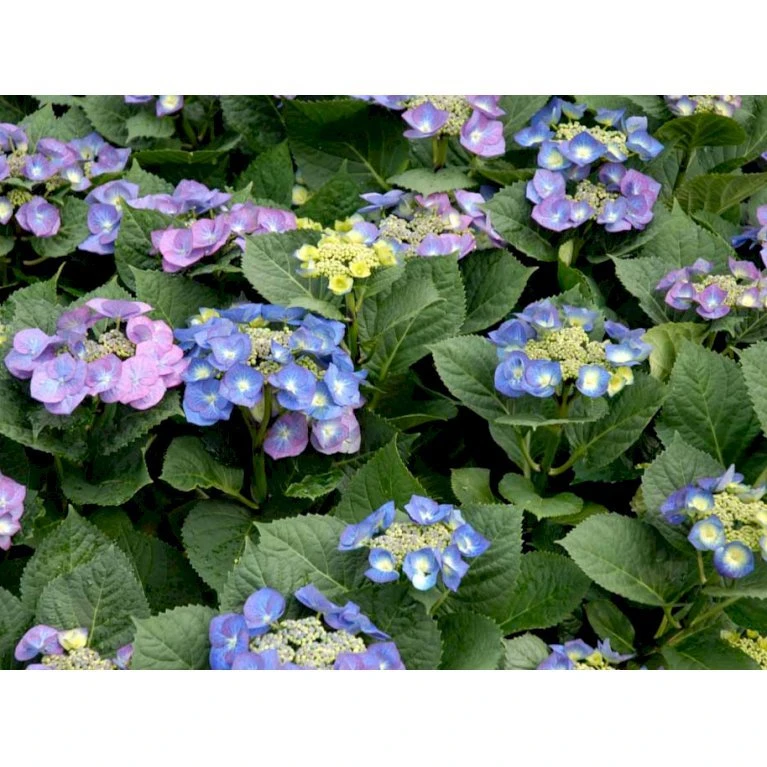 Hortensia 'Blaumeise' Hydrangea Macrophylla 'Blaumeise' 2,5 Liter Hortensia 'Blaumeise' Hydrangea Macrophylla 'Blaumeise' 2,5 Liter -Plantetorvet mi1255 hydrangea macrophylla blaumeise ce48