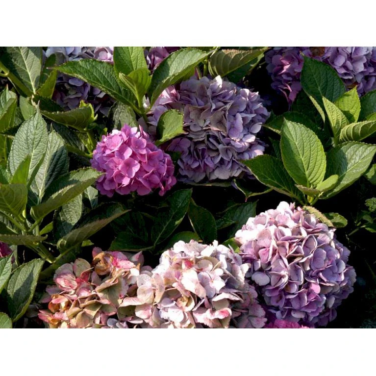 Hortensia 'Bodensee' Hydrangea Macrophylla 'Bodensee' Potte 10 liter,- 40-50 cm. Hortensia 'Bodensee' Hydrangea Macrophylla 'Bodensee' Potte 10 Liter,- 40-50 Cm. -Plantetorvet mi1257 hydrangea macrophylla bodensee 329a
