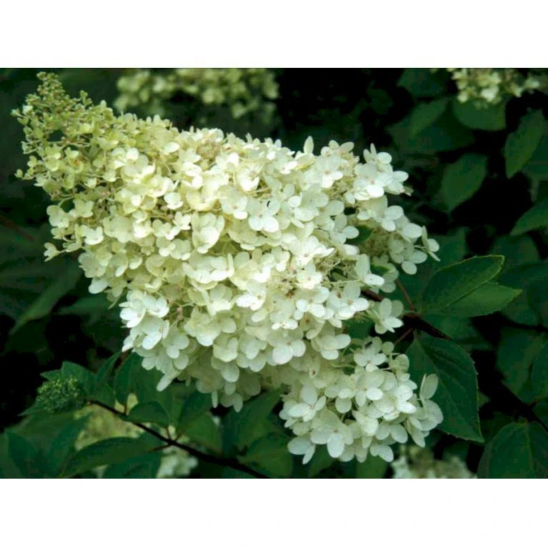 Syrén-Hortensia 'Grandiflora' Hydrangea Paniculata 'Grandiflora' Med klump,- 100-120 cm. Syrén-Hortensia 'Grandiflora' Hydrangea Paniculata 'Grandiflora' Med Klump,- 100-120 Cm. -Plantetorvet mi1259 hydrangea paniculata grandiflora c832