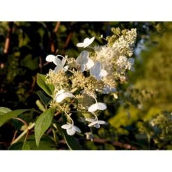 Syrén-Hortensia 'Kyushu' Hydrangea Paniculata 'Kyushu' Potte 2,0 Liter,- 30-40 Cm. -Plantetorvet mi1260 hydrangea paniculata kyushu 7ddf