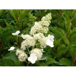 Syrén-Hortensia 'Kyushu' Hydrangea Paniculata 'Kyushu' Potte 2,0 Liter,- 30-40 Cm. -Plantetorvet mi1260 hydrangea paniculata kyushu b689