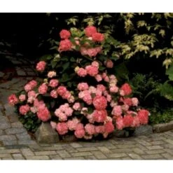 Japansk Hortensia 'Preziosa' Hydrangea Serrata 'Preziosa' 3,5 Liter Potte -Plantetorvet mi1263 hydrangea preziosa 95d1