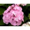 Japansk Hortensia 'Preziosa' Hydrangea Serrata 'Preziosa' 3,5 Liter Potte -Plantetorvet mi1263 hydrangea preziosa de2e