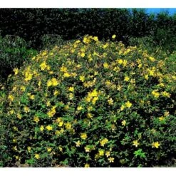 Perikon 'Hidcote' Hypericum Hookerianum 'Hidcote' 3,5 Liter Potte 4 Perikon 'Hidcote' Hypericum Hookerianum 'Hidcote' 3,5 Liter Potte -Plantetorvet mi1272 hypericum hidcote 631b