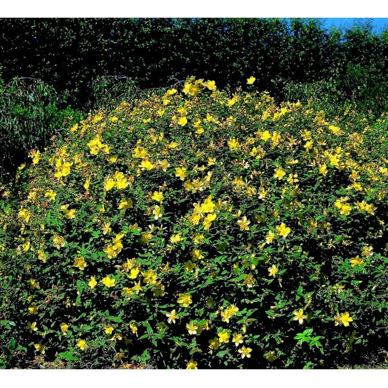 Perikon 'Hidcote' Hypericum Hookerianum 'Hidcote' 3,5 liter potte Perikon 'Hidcote' Hypericum Hookerianum 'Hidcote' 3,5 Liter Potte -Plantetorvet mi1272 hypericum hidcote 631b