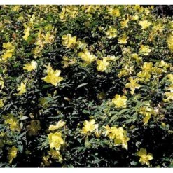 Perikon 'Hidcote' Hypericum Hookerianum 'Hidcote' 3,5 Liter Potte 5 Perikon 'Hidcote' Hypericum Hookerianum 'Hidcote' 3,5 Liter Potte -Plantetorvet mi1272 hypericum hidcote 8b30