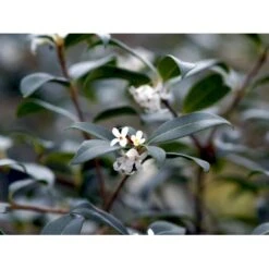 Stenved Osmanthus Burkwoodi Potte 3,5 Liter 20-30 Cm. 5 Stenved Osmanthus Burkwoodi Potte 3,5 Liter 20-30 Cm. -Plantetorvet mi12877 osmanthus x burkwoodii 9d97