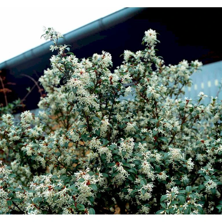 Stenved Osmanthus Burkwoodi Potte 3,5 liter 20-30 cm. Stenved Osmanthus Burkwoodi Potte 3,5 Liter 20-30 Cm. -Plantetorvet mi12877 osmanthus x burkwoodii df20